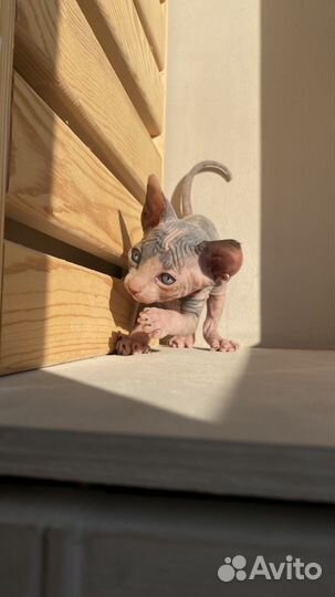 Самый милый подарок (котята сфинкс продажа)