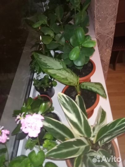 Комнатные цветы в ассортименте