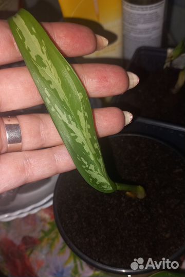 Аглаонема. Детки