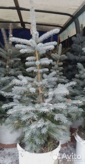 Ель голубая Глаука Мисти Блю деревья