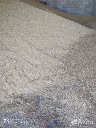 Пшеница ячмень