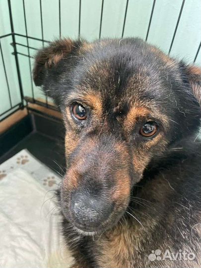 Нашли обездвиженного в луже и ищем помощь и дом