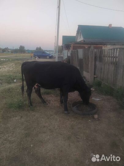 Корова дойная