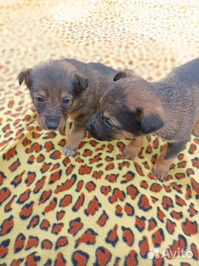 Щенки