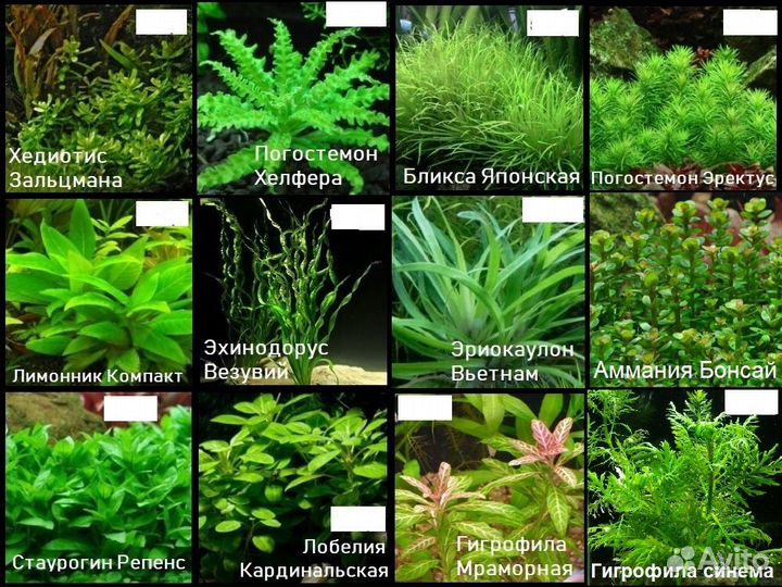 Растения для аквариума живые большой выбор