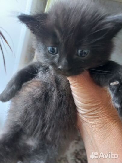 Котик