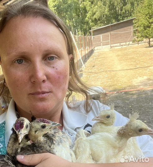 Павлинята, павлин, Бантам Ява, Серама, Кохинхины