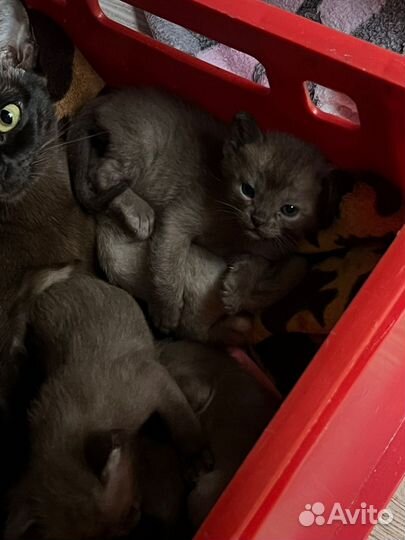 Европейская Бурма