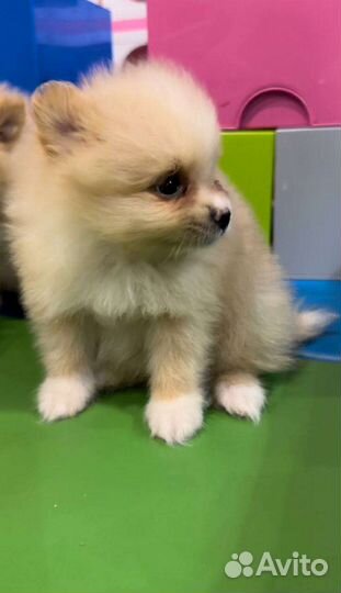 Померанский Шпиц малыши мини