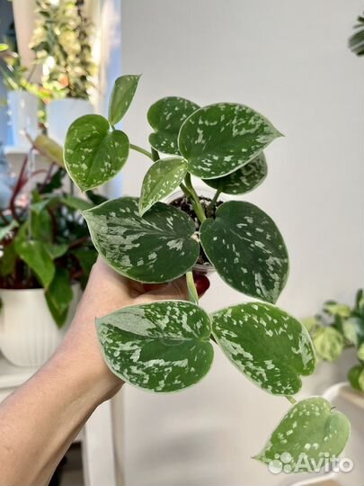 Сциндапсус Сильвер Энн