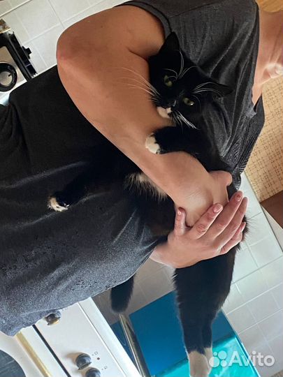 Кошка в дар