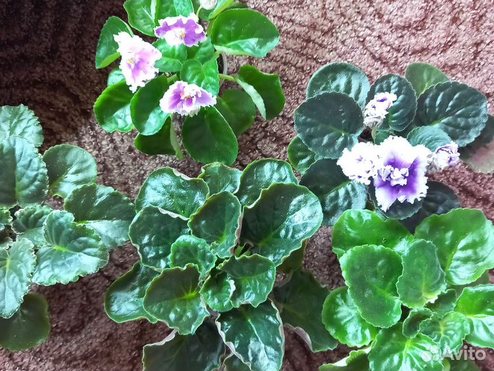 Фиалки- Стартёры