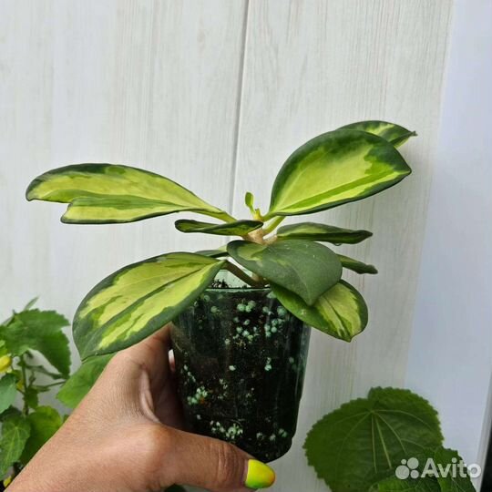 Хойя Pachyclada Variegata