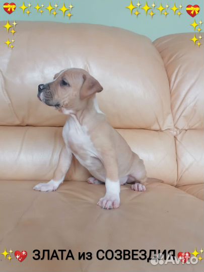 Сказочная малышка Ам.Стафф.терьера(с документами)