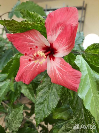 Продаётся Китайская роза (гибискус)