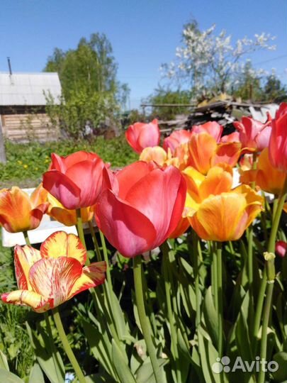 Луковицы тюльпанов