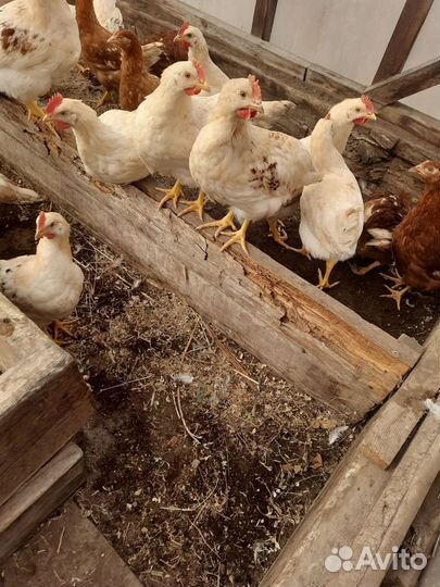 Петухи ломан браун