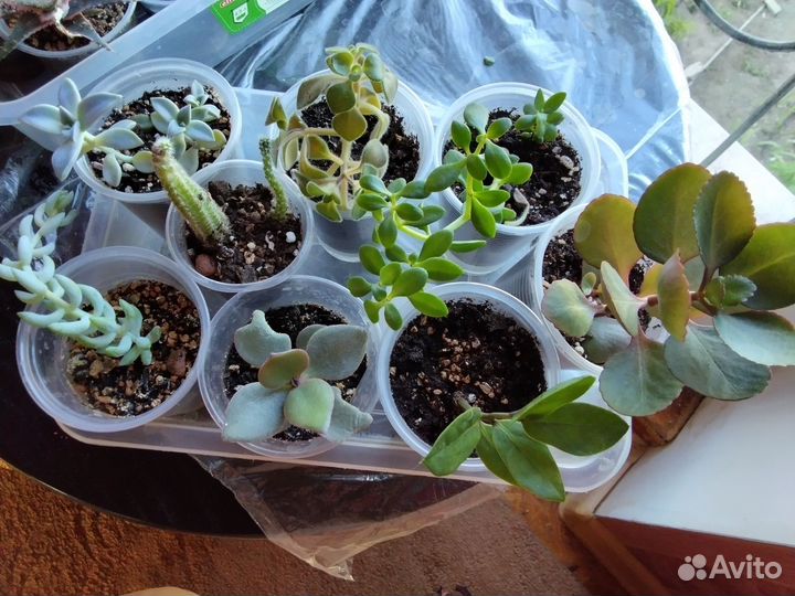 Комнатные растения набор