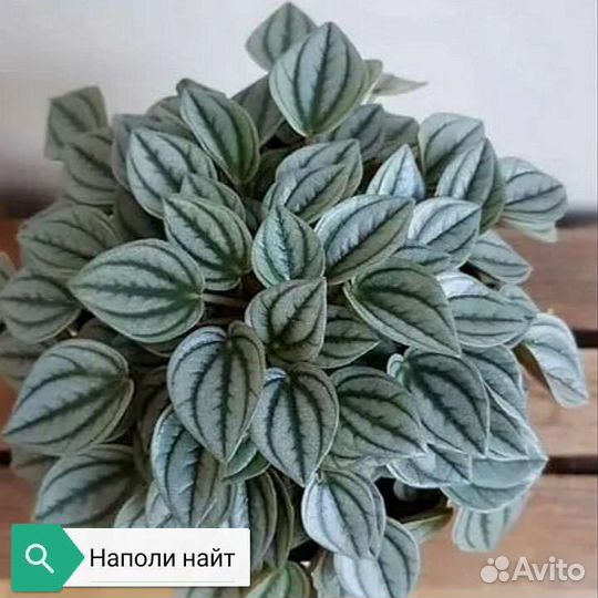 Пеперомия разные сорта