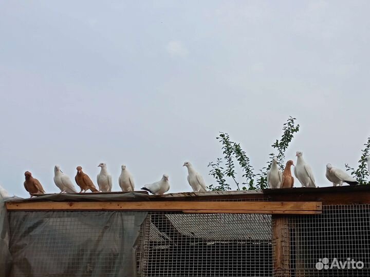 Бойные голуби