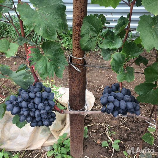 Саженцы винограда