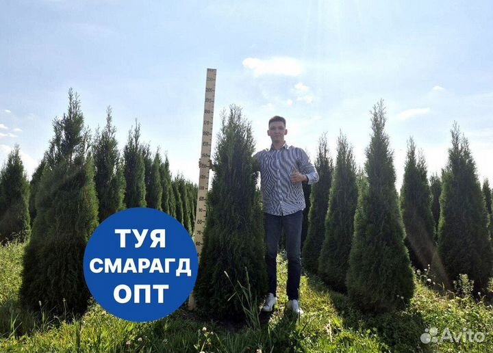 Туя смарагд рост 207 см /опт 150 шт