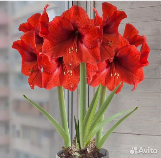 Луковицы амариллиса. бронь