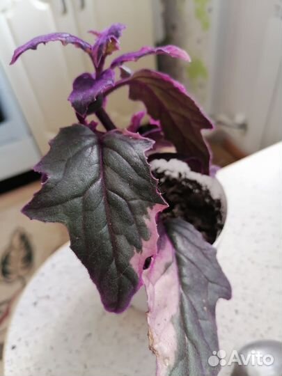 Гинура вариегатная