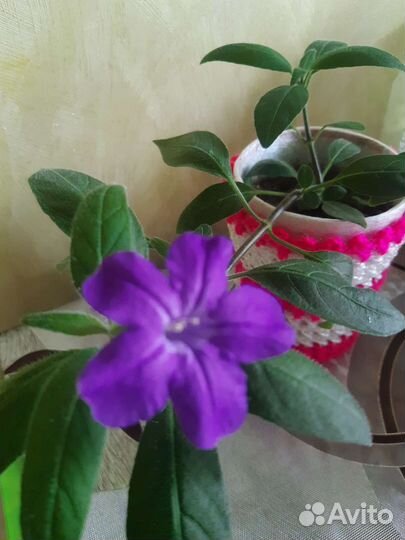 Руэлия королинская