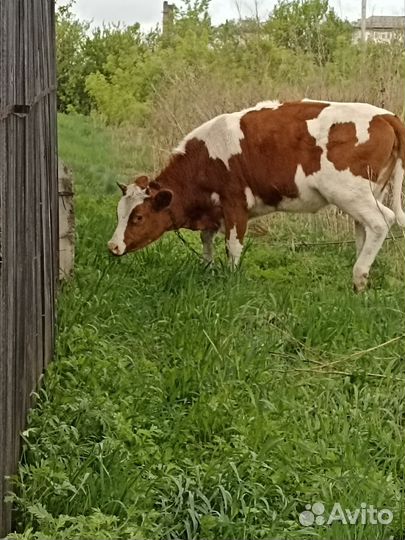 Тëлочка 10 месяцев