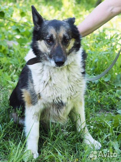 Метис лайки и овчарки