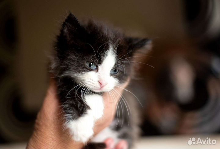 Пушистый котенок 1,5 месяца бесплатно