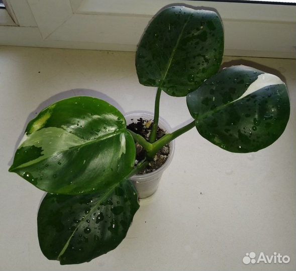 Филодендроны