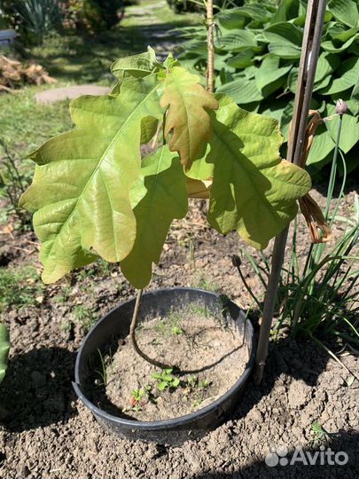 Дуб черешчатый