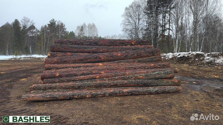 Лес кругляк лиственница