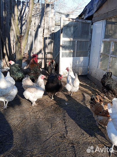 Инкубационное яйцо кур и гусей