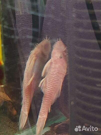 Номерной сом L-144 Snow White