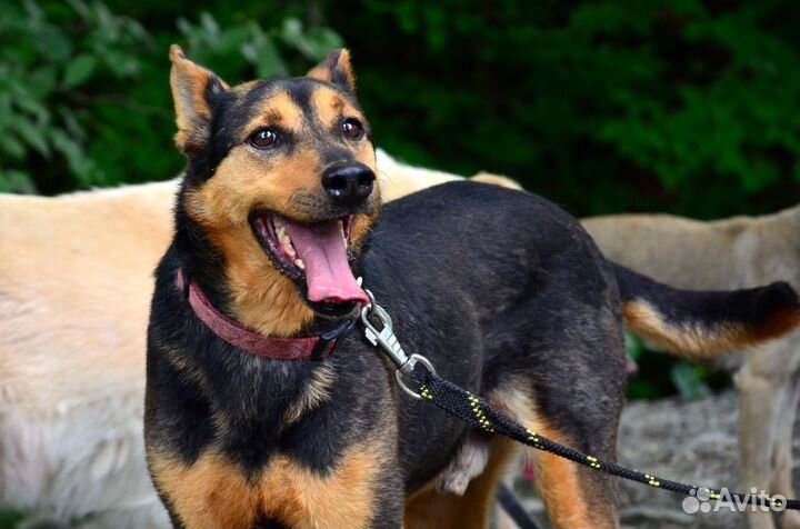 Собака в добрые руки