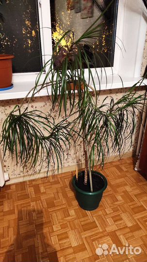 Комнатные растения