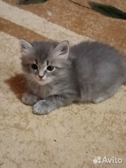 Отдам котенка в добрые руки