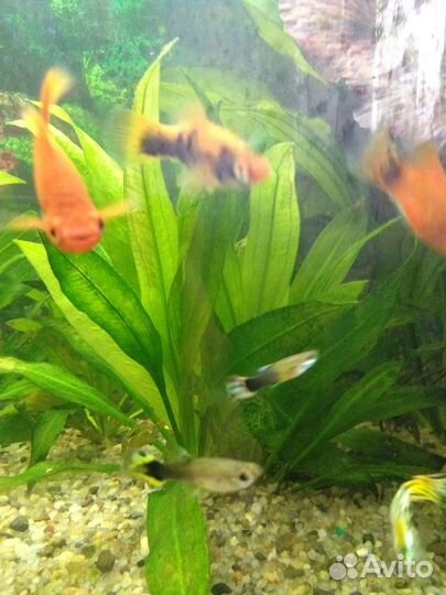 Аквариумные растения и рыбки