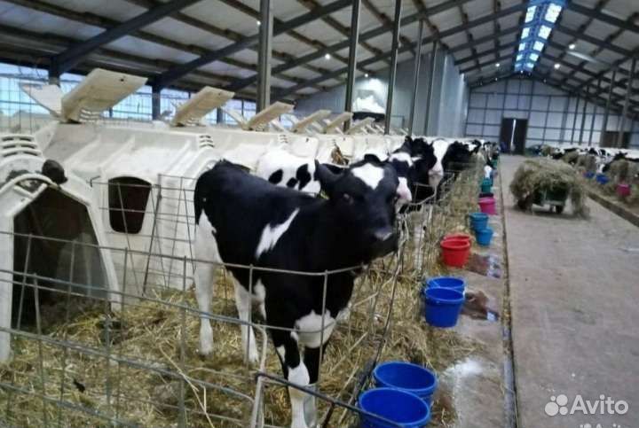 Телята бычки