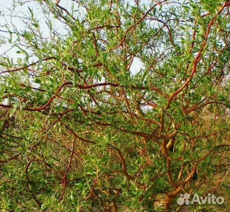 Декоративные кустарники