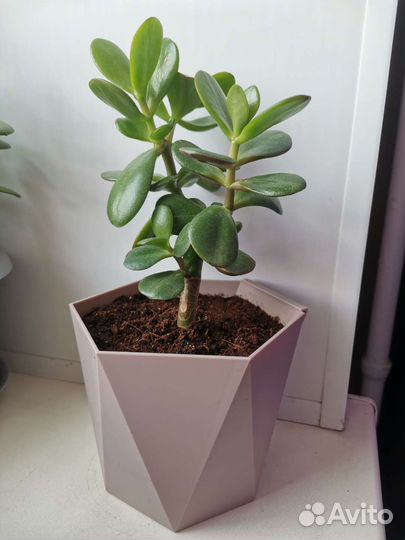 Толстянка крассула