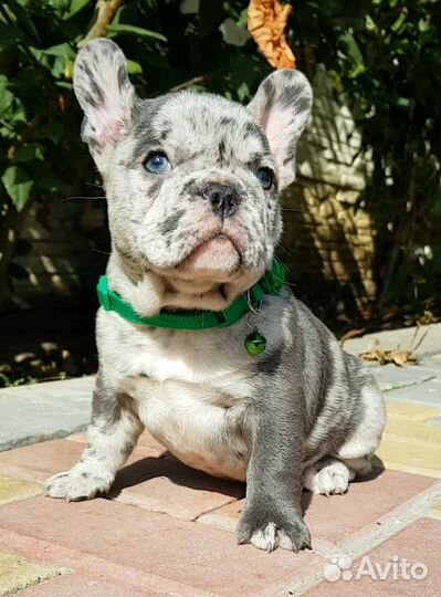 Французский бульдог щенки голубой
