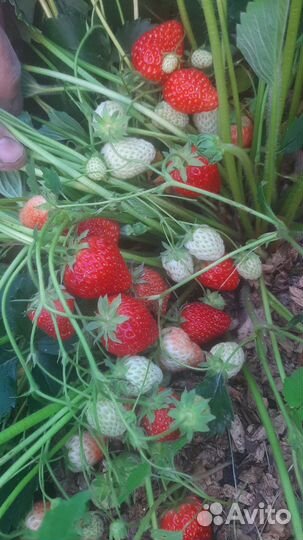 Усы клубники ремонтантной