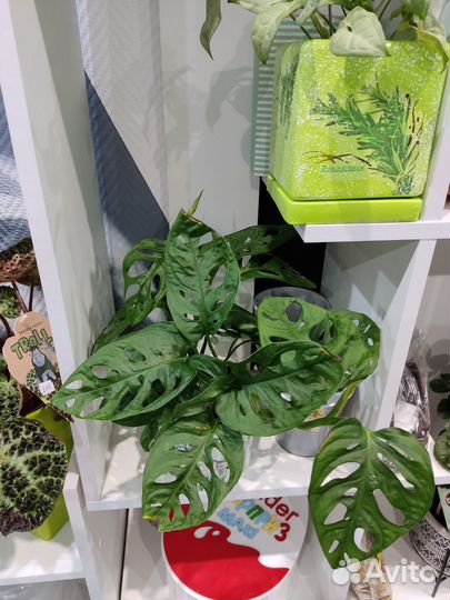 Монстера Адонсона (манки маск)