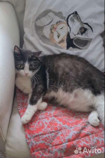 Кошечка Глаша