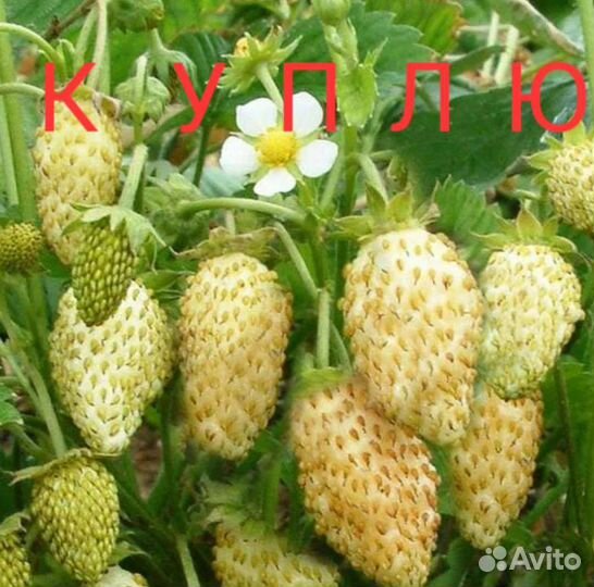 Земляника