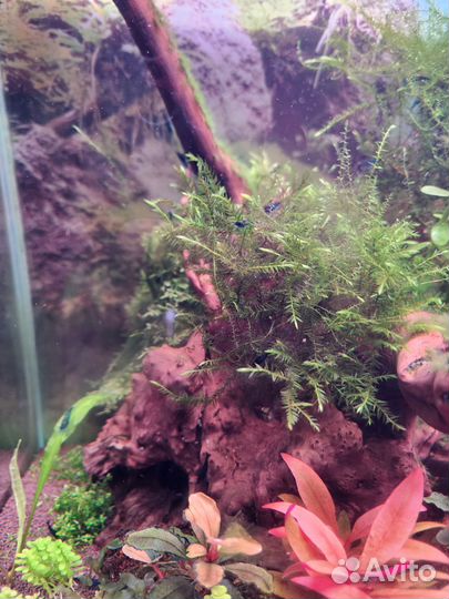 Аквариумные растения, креветки блю дрим